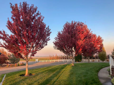 Acer rubrum 'Brandywine'