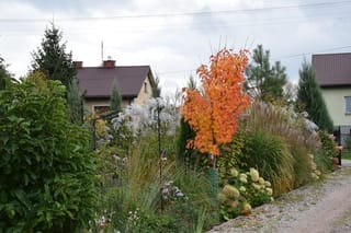Young Acer rubrum 'Columnare' (Red Maple) with bright orange autumn foliage, staked in a garden bed with ornamental grasses and hydrangeas beside a gravel path.