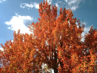 Acer rubrum 'Columnare' (Red Maple) canopy in autumn, with dense orange-red foliage on upright branches against a blue sky with white clouds.