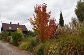 Young Acer rubrum 'Columnare' (Red Maple) with narrow upright form and orange-red autumn foliage, planted among ornamental grasses beside a gravel drive and a dark-roofed house.