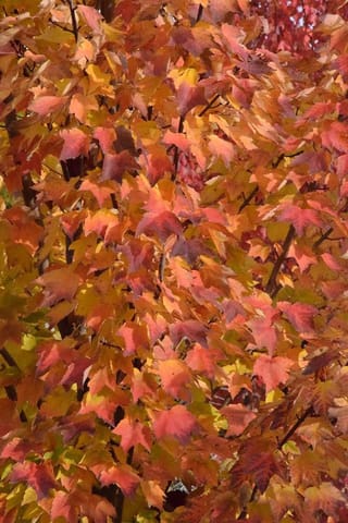 Acer rubrum 'Columnare' (Red Maple) foliage in autumn, with lobed leaves in orange, red and yellow on dark branches.