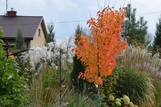 Young Acer rubrum 'Columnare' (Red Maple) with upright orange-red autumn foliage, growing in a garden among silvery ornamental grasses and conifers.