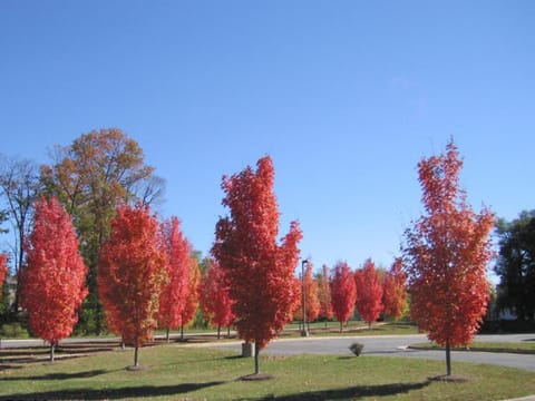 Acer rubrum 'Columnare'