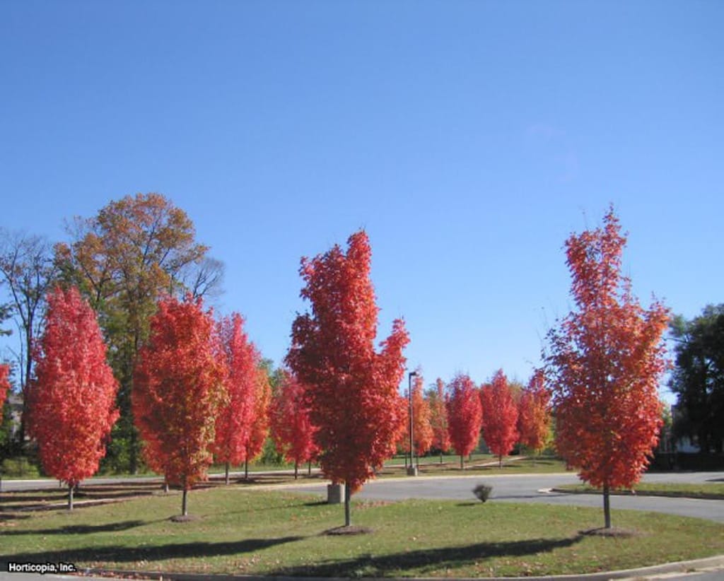 Acer rubrum 'Columnare' (Red Maple) trees with narrow upright crowns of bright red-orange autumn foliage, planted along a grassed roadside under blue sky.