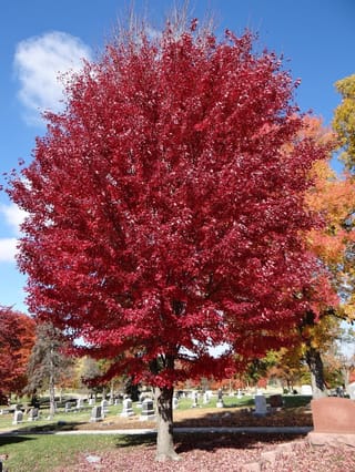 Acer rubrum 'Jeffersred' (Red Maple), a rounded tree with dense crimson-red autumn foliage, growing in a cemetery lawn beneath a blue sky.