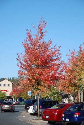 Acer rubrum 'Jeffersred' (Red Maple), an upright street tree with orange-red autumn foliage, growing beside a car park under a clear blue sky.