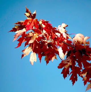 Acer rubrum 'Jeffersred' (Red Maple) branch with deeply lobed leaves in scarlet and red, some paler in the sunlight, against a clear blue sky.