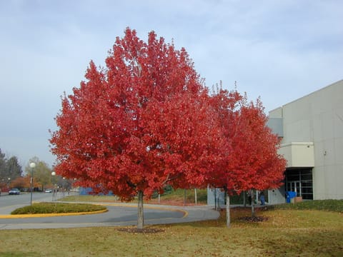 Acer rubrum