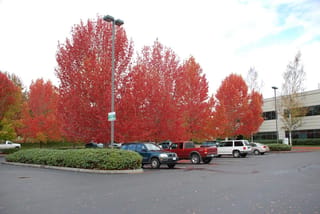 Acer rubrum 'Red Sunset' (Red Maple) trees in full red and orange autumn colour, lining a car park beside a hedge and office building.