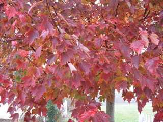 Acer rubrum 'Red Sunset' (Red Maple) in autumn, with dense crimson, red and orange leaves on branches above a slim trunk and lawn.