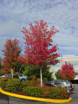Acer rubrum 'Red Sunset' (Red Maple) in autumn, a young tree with vivid red foliage and pale trunk, planted in a car park island.