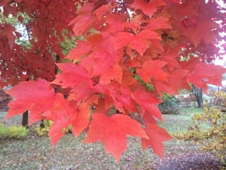 Acer rubrum 'Red Sunset' (Red Maple) branches with lobed leaves in vivid orange and red autumn colour, over a grassy garden.