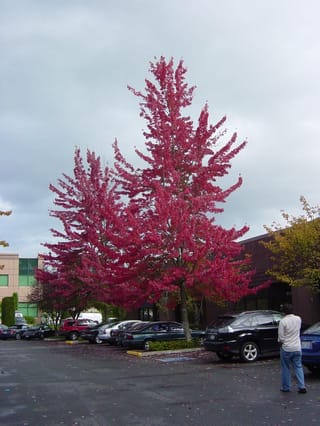 Acer rubrum 'Red Sunset' (Red Maple) in full crimson autumn colour, a tall upright tree beside a car park under an overcast sky.