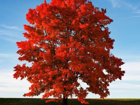 Acer rubrum 'Red Sunset'