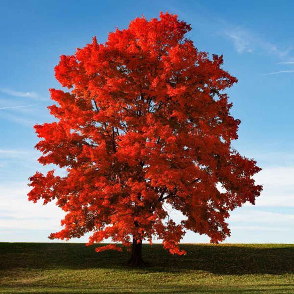 Acer rubrum 'Red Sunset' (Red Maple), a mature tree with dense bright red autumn foliage, standing alone on a grassy lawn under a blue sky.