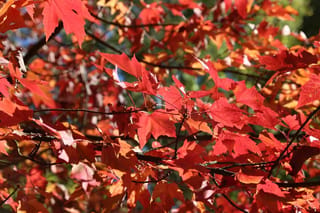 Acer rubrum 'Scanlon' (Red Maple) branches in autumn, with lobed leaves in bright red and orange against dark twigs and blue sky.