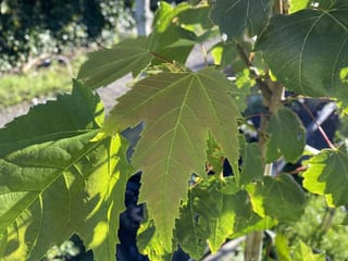 Acer rubrum 'Scanlon' (Red Maple) foliage, showing sharply toothed, lobed green leaves with reddish stalks on a young stem in sunlight.