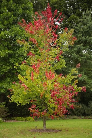 Acer rubrum 'Scanlon' (Red Maple) on a lawn, its upright canopy turning from green to bright red autumn leaves against dark evergreens.