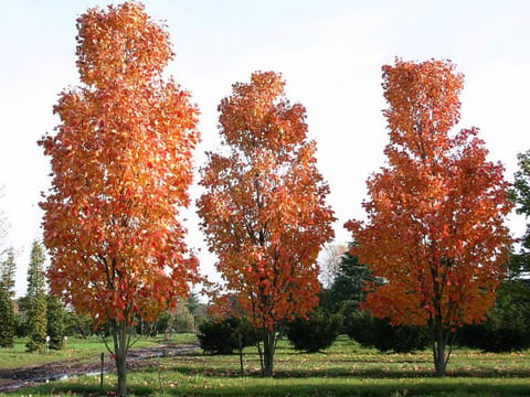 Acer rubrum 'Scanlon'