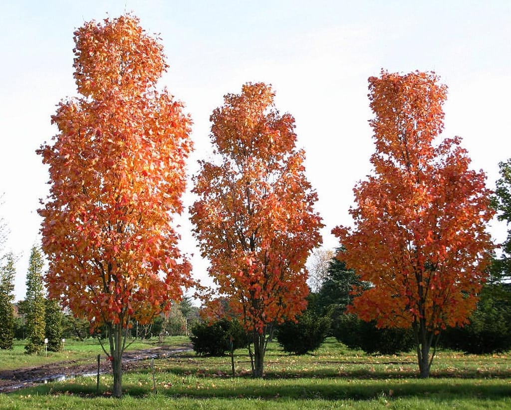Three Acer rubrum 'Scanlon' (Red Maple) trees with narrow upright crowns in orange and red autumn foliage, standing on a grassy lawn.
