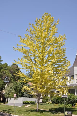 Acer saccharinum (Silver Maple), a tall upright tree with bright yellow-green foliage on a suburban lawn, beside a house and a one-way street sign.