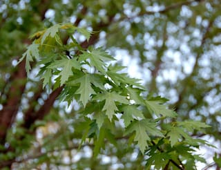 Acer saccharinum (Silver Maple) branch with deeply lobed, light-green leaves in sharp focus, against a blurred canopy and reddish-brown trunk.
