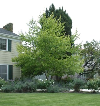 Acer saccharinum (Silver Maple) as a multi-stemmed tree with light-green foliage, growing in a lawn garden beside a cream weatherboard house with white roses.