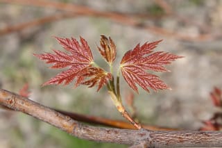 Acer saccharinum (Silver Maple) new spring growth, with deeply lobed, serrated reddish-bronze leaves unfurling from a slender twig against a blurred background.