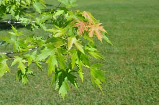 Acer saccharinum (Silver Maple) branch with deeply lobed green leaves, a few turning orange-pink, against a blurred lawn.