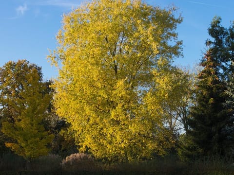 Acer saccharinum