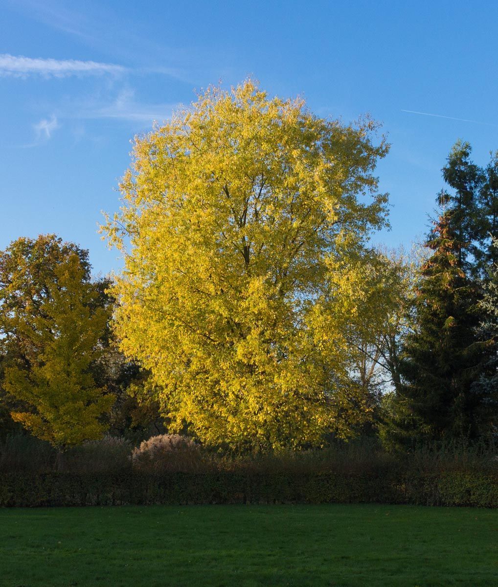 Acer saccharinum (Silver Maple) in autumn, a tall tree with yellow-gold foliage beside dark conifers, behind a hedge and lawn under blue sky.