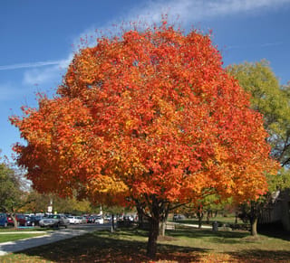 Acer saccharum (Sugar Maple) with a rounded crown of bright orange and red autumn foliage, standing on a lawn beside a car park under blue sky.
