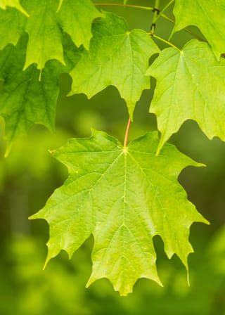 Acer saccharum (Sugar Maple) leaves in fresh green, showing pointed lobes and prominent veins, hanging from a reddish stalk against a soft blurred background.