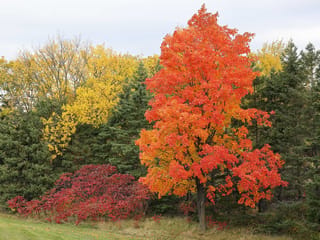 Acer saccharum (Sugar Maple) in autumn, its crown glowing orange and red beside yellow trees, dark green conifers and a red shrub on grass.