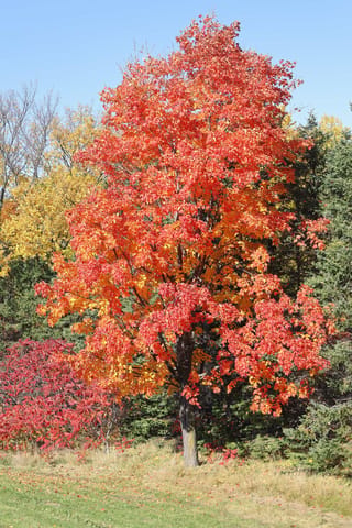 Acer saccharum (Sugar Maple) as a single tree with dense red and orange autumn foliage, standing on grass in front of dark conifers and yellow trees.