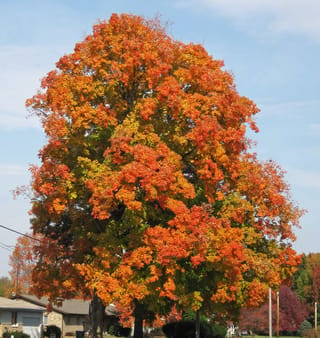 Acer saccharum (Sugar Maple), a large rounded tree in autumn with orange, red and yellow-green foliage, beside suburban houses under a blue sky.