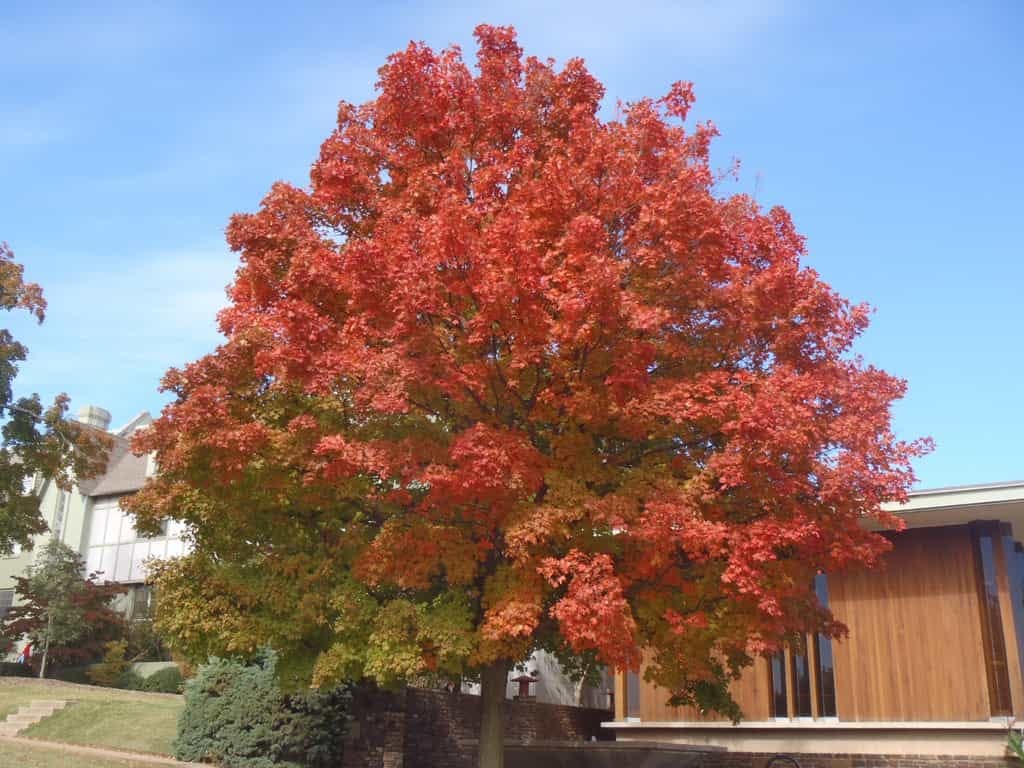 Acer saccharum (Sugar Maple) with a rounded crown of red and orange autumn leaves fading to green at the base, beside buildings under a blue sky.
