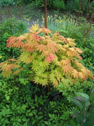 Acer shirasawanum 'Autumn Moon' (Shirasawa Maple) with yellow-green, apricot and pink-tinged lobed leaves, staked in a garden bed among green perennials.