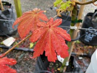 Acer shirasawanum 'Autumn Moon' (Shirasawa Maple) with red-orange lobed leaves covered in raindrops, growing in a nursery bag beside a bamboo stake.