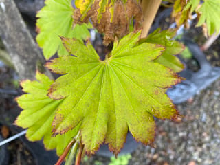 Acer shirasawanum 'Autumn Moon' (Shirasawa Maple), a lime-green palmate leaf with reddish-brown serrated edges, growing in a nursery pot beside a post.