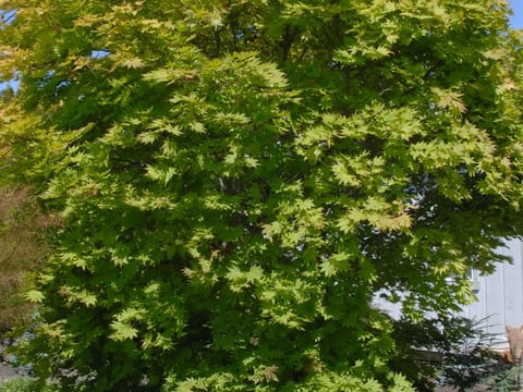 Acer shirasawanum 'Autumn Moon'