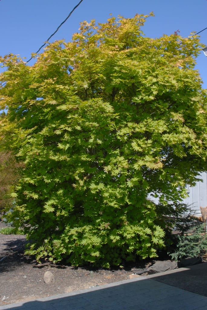 Acer shirasawanum 'Autumn Moon' (Shirasawa Maple), a large rounded deciduous tree with yellow-green lobed leaves, growing in a garden bed beside paving.
