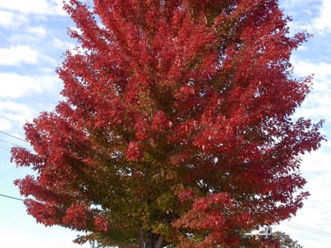 Acer rubrum 'Jeffersred'