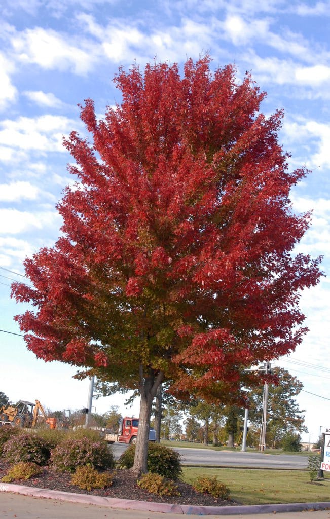 Acer rubrum 'Jeffersred' (Red Maple), an upright tree with dense scarlet autumn foliage and green lower leaves, growing beside a road under blue sky.