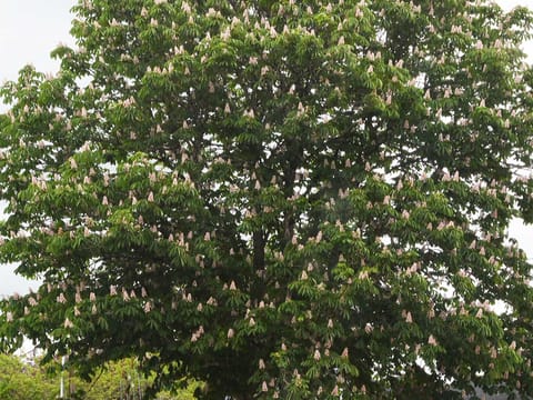 Aesculus hippocastanum 'Baumannii'