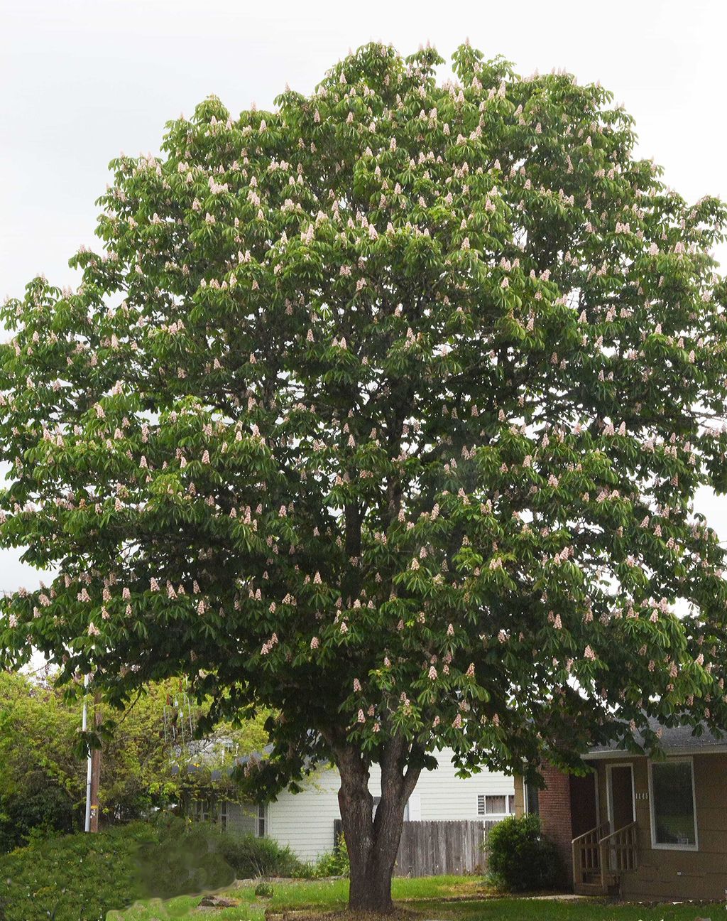 Aesculus hippocastanum 'Baumannii' (Horse Chestnut), a large rounded tree with a short forked trunk, dark green foliage and upright flower panicles, beside suburban houses.
