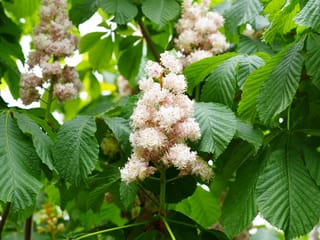 Aesculus hippocastanum 'Baumannii' (Horse Chestnut) with upright panicles of white-pink flowers among large, toothed, dark green palmate leaves.