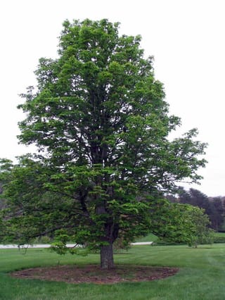 Aesculus hippocastanum 'Baumannii' (Horse Chestnut), a mature tree with a single trunk and dense fresh green foliage, standing on a mulched circle in a lawn.
