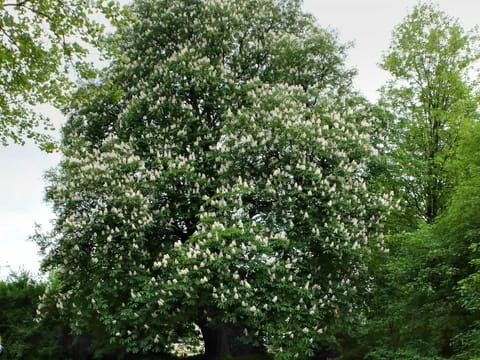 Aesculus hippocastanum