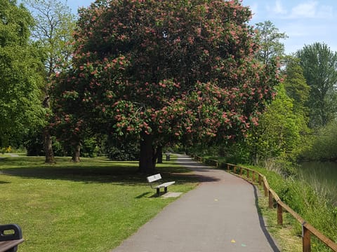 Aesculus indica